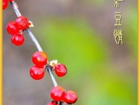 红豆手机的性能与用户体验（红豆手机的配置与功能一览）