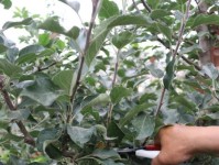 探索苹果技术的卓越表现（苹果技术的领导地位与创新能力）