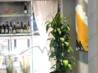 米图R5手机综合评测（探索米图R5手机的性能、外观和拍照功能）