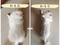 剃掉体毛带来的影响（解密剃毛的利与弊）